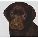 Chocolate Labrador Retriever Puppy