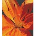Tiger Lily Glory
