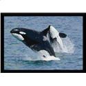 Wild Orcas