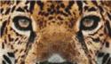 Jaguar Eyes