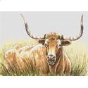 Texas Longhorn