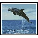 Dolphin Leap