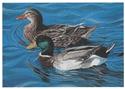 Mallards