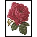 Mini Pink Rose