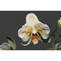 Orchid