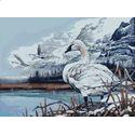 Trumpeter Swans