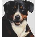 Greater Swiss Mountain Dog