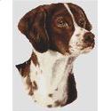 Brittany Spaniel - Liver