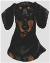 Black & Tan Dachshund
