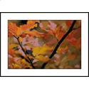 Fall Colors