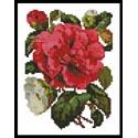 Mini Pink Camellia