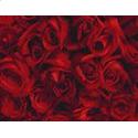 Regal Roses