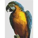 Blue Macaw