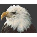 Majestic Bald Eagle