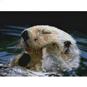 Otter Bathtime