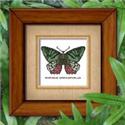 Butterfly Pattern 805