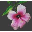 Pink Hibiscus