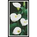 Calla Lilies