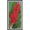 Red Ginger Blossom