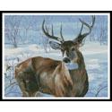 Whitetail Buck