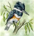 Belted Kingfisher
