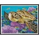 Young Green Sea Turtle