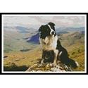 Border Collie in the Hills