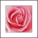 Pink Rose Close Up