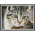 Cute Cat