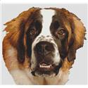 Saint Bernard II