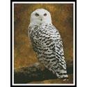 Snowy Owl