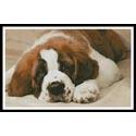 St Bernard Photo