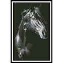 Private Dreamer Stallion