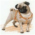 Pug Dog