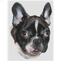 French Bulldog Puppy