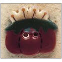 Beads, Buttons & Charm, Pin Cushion by Debbie Mumm Buttons
