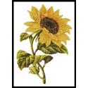 Golden Sunflower