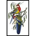Rosehill Parakeets