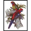 Crimson Rosellas