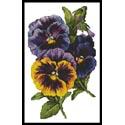 Pansies 4