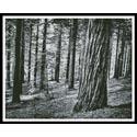 Black and White Forest