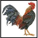 Rooster 4