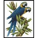 Majestic Macaws