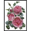 Pretty Pink Roses