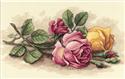 Rose Cuttings