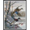 Lakeside Wood Ducks