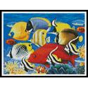 Coral Fish