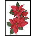 Poinsettia Flowers