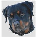 Rottweiler Serenity