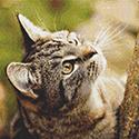 Curious Kitten
